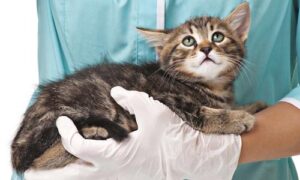 Как дать котенку таблетку от глистов: полезные советы и лайфхаки