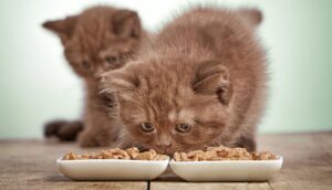 Как дать котенку таблетку от глистов: полезные советы и лайфхаки