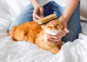 Как можно назвать кошку?