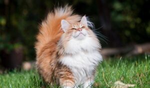 Как можно назвать кошку?