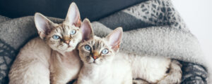 Как выбрать домик для кошки: удобное убежище для питомца