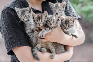 Когда котенка можно приучать к лотку: важные этапы и советы для заботливых хозяев