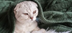 Как успокоить кошку в стрессовых ситуациях?