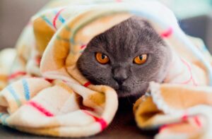 Как выбрать домик для кошки: удобное убежище для питомца