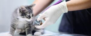 Как дать котёнку таблетку от глистов и не превратить это в испытание?
